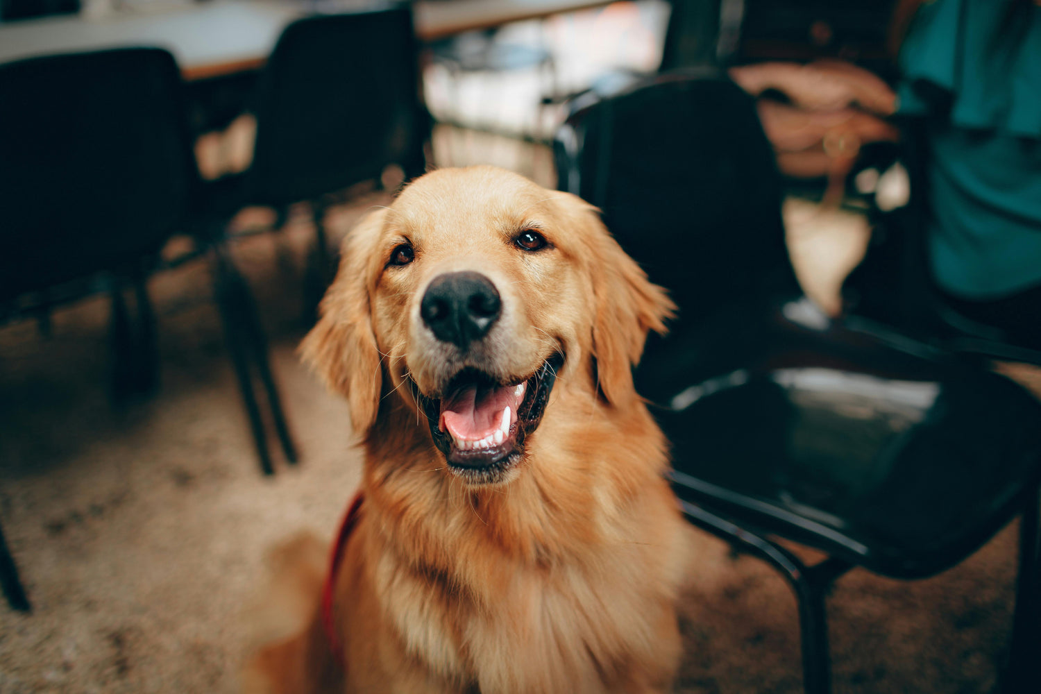Ringworm in Dogs: Symptoms, Causes, and Treatment