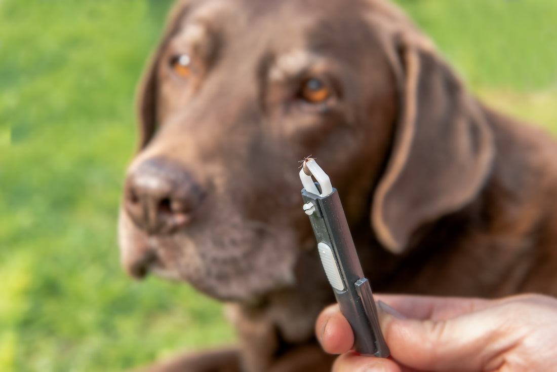 How to spot, remove and prevent ticks on your cats and dogs