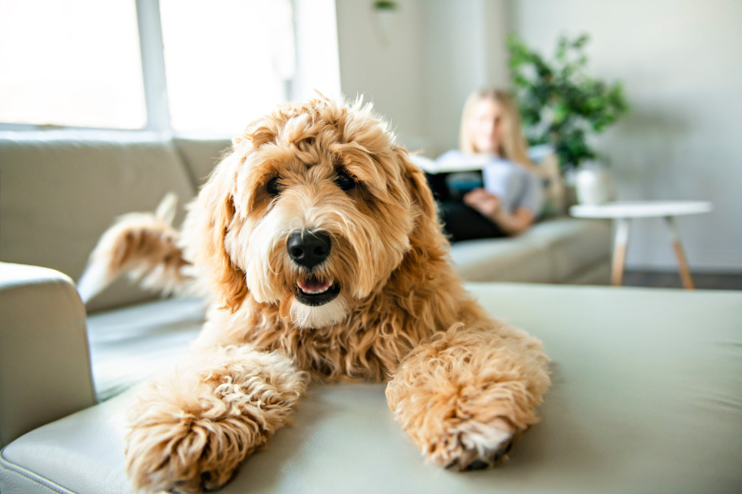 Purebred vs. Mixed Breed: Which Is Healthier?