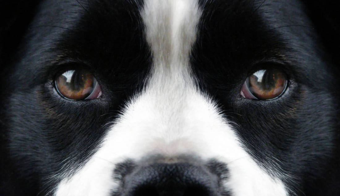 Why Does My Dog Have Watery Eyes?