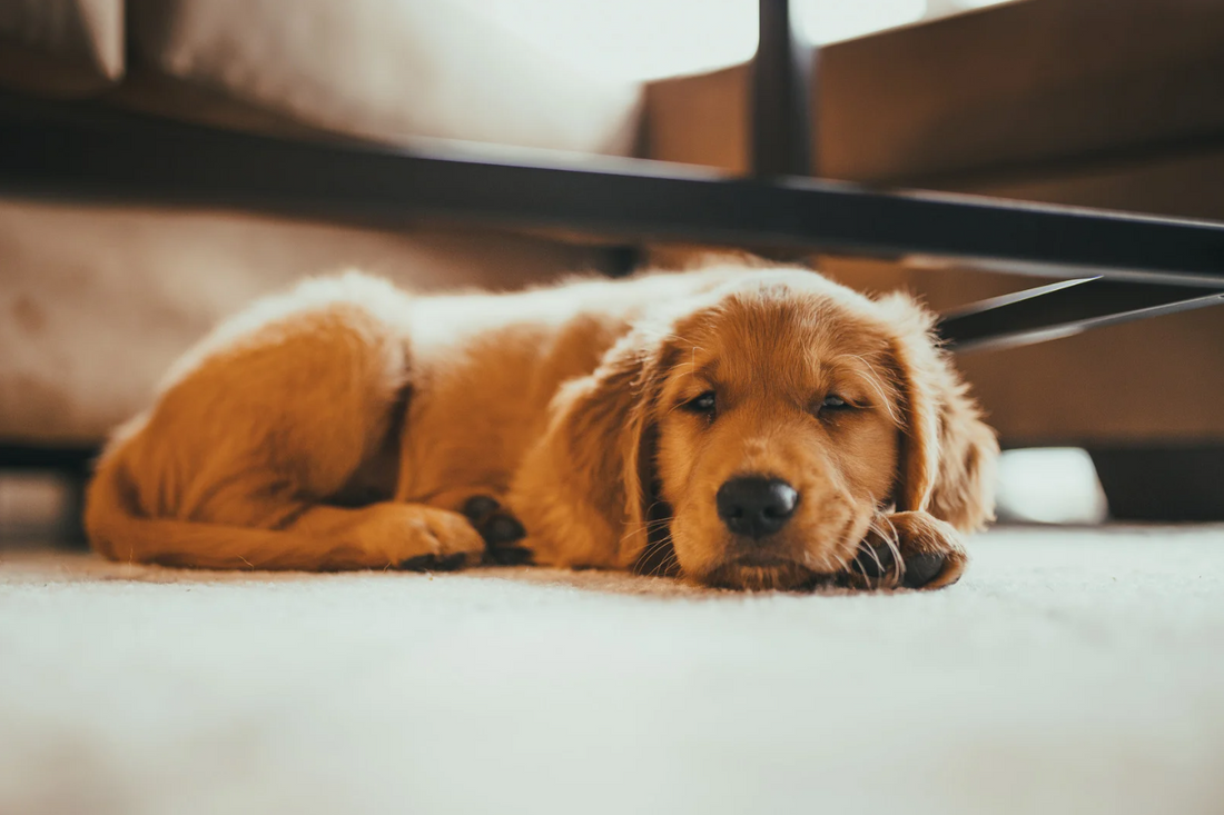 How to Protect Your Dog From Dog Napping