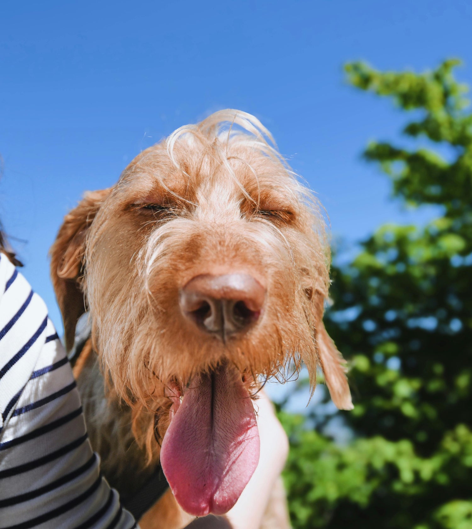 Why Is Your Dog Sneezing So Much?