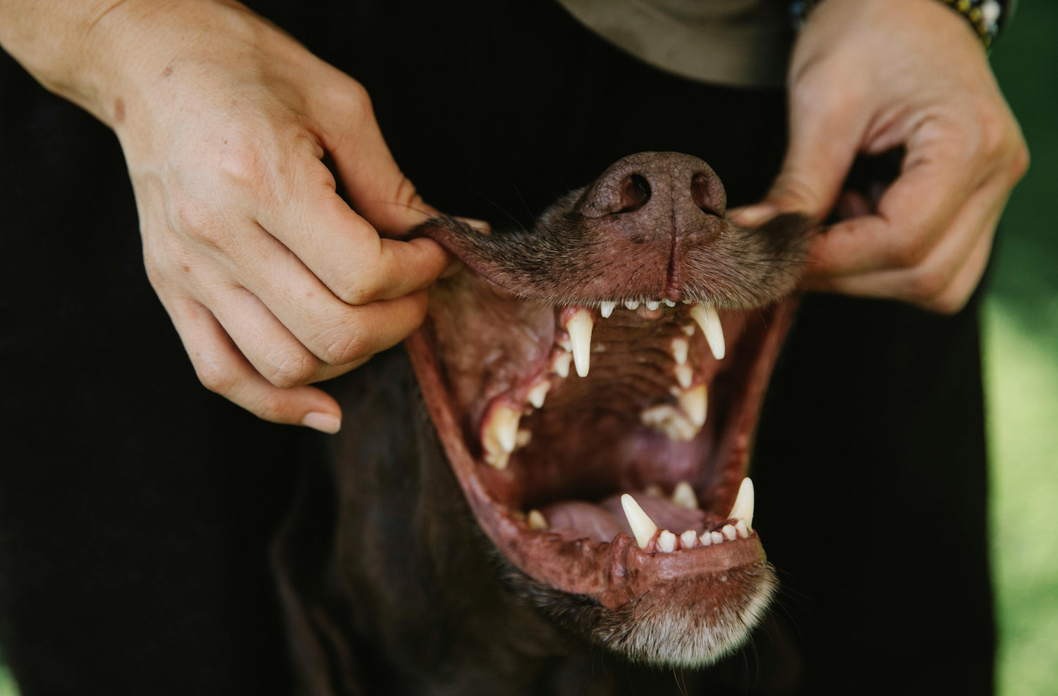 Why Are My Dog’s Gums Pale?