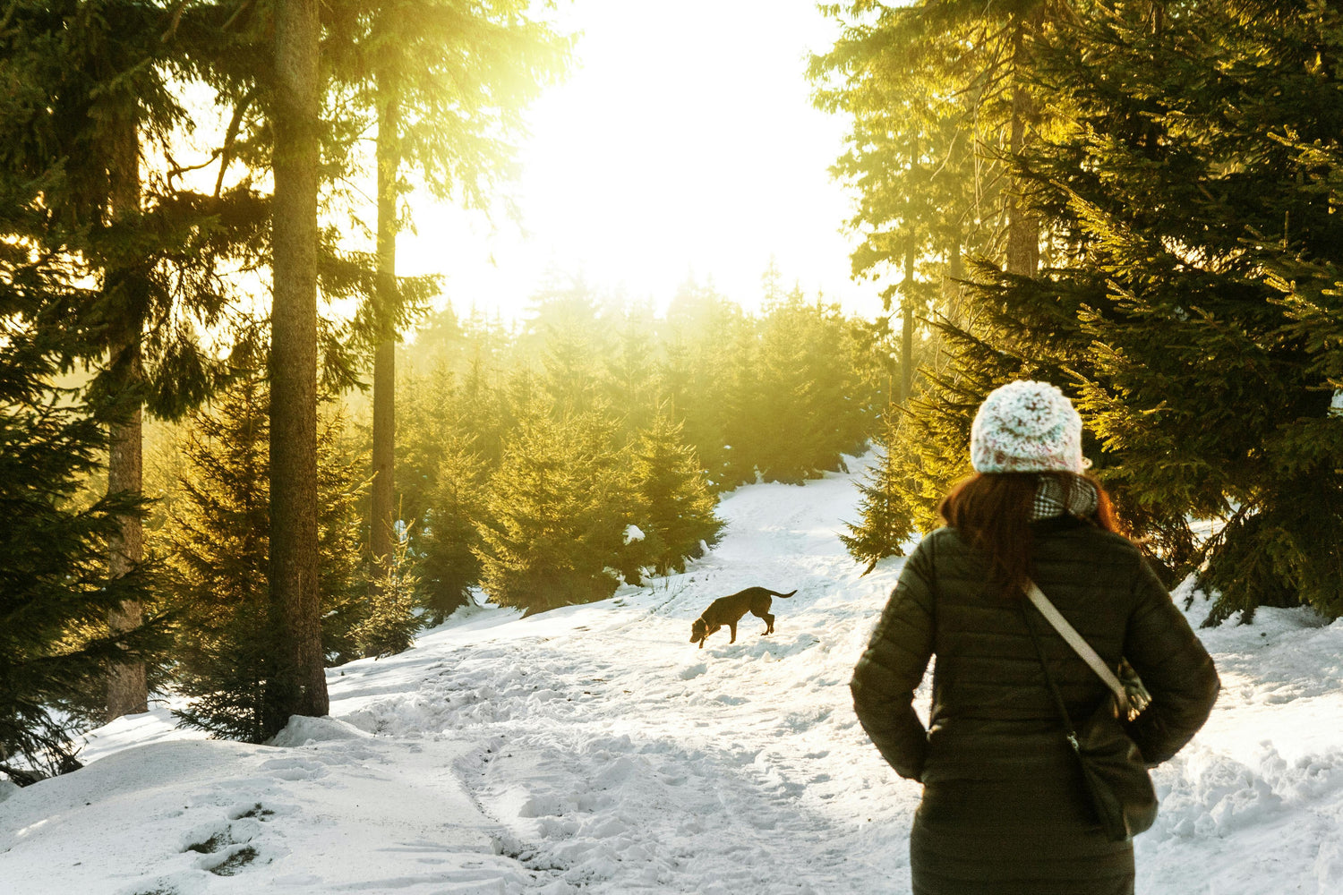 Caring for Your Dog During the Winter Months