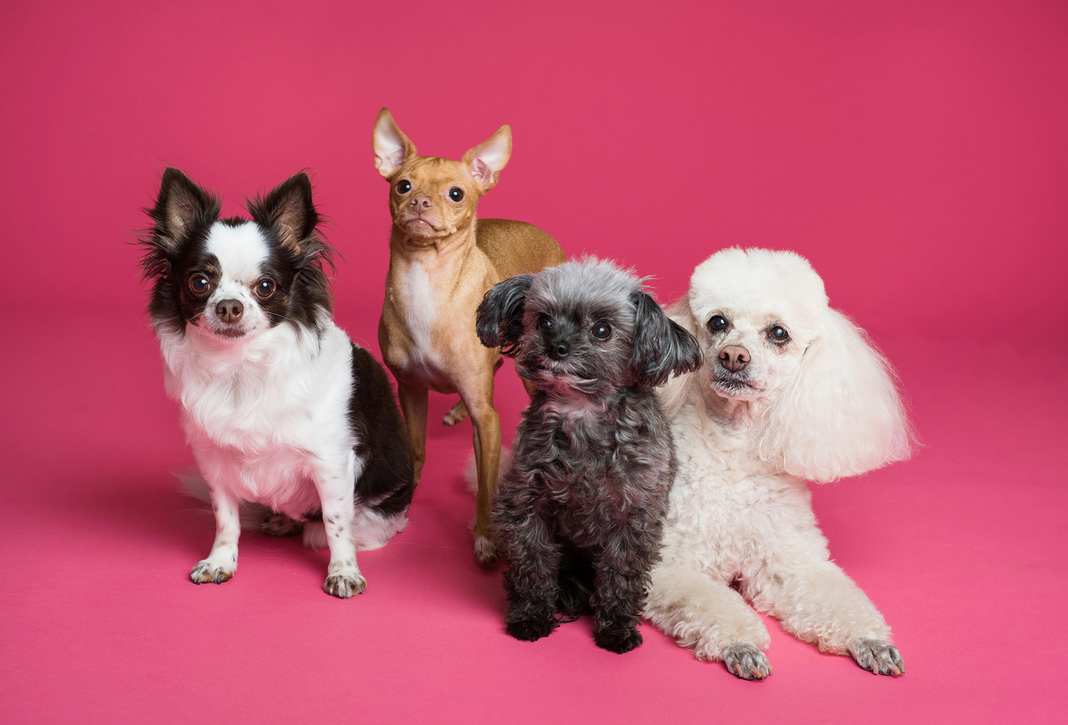 Can Dogs Be Vegan?