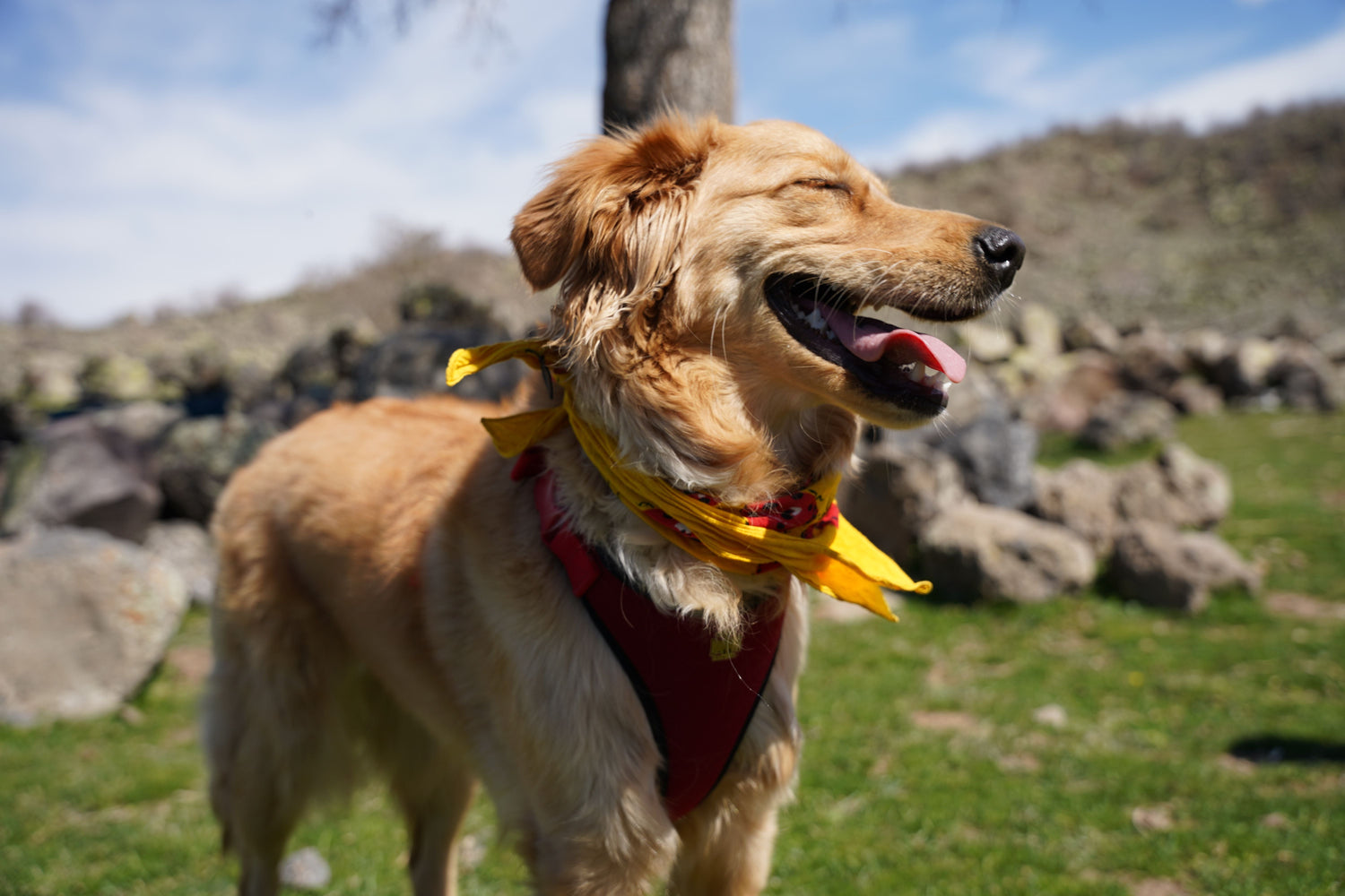 Will Probiotics Help My Dog?