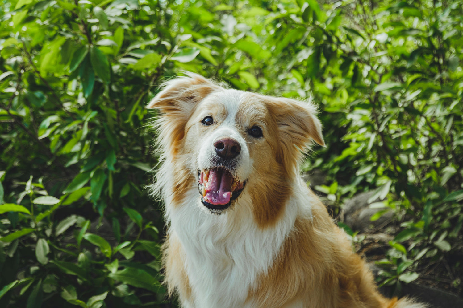 Are Dogs Ticklish?