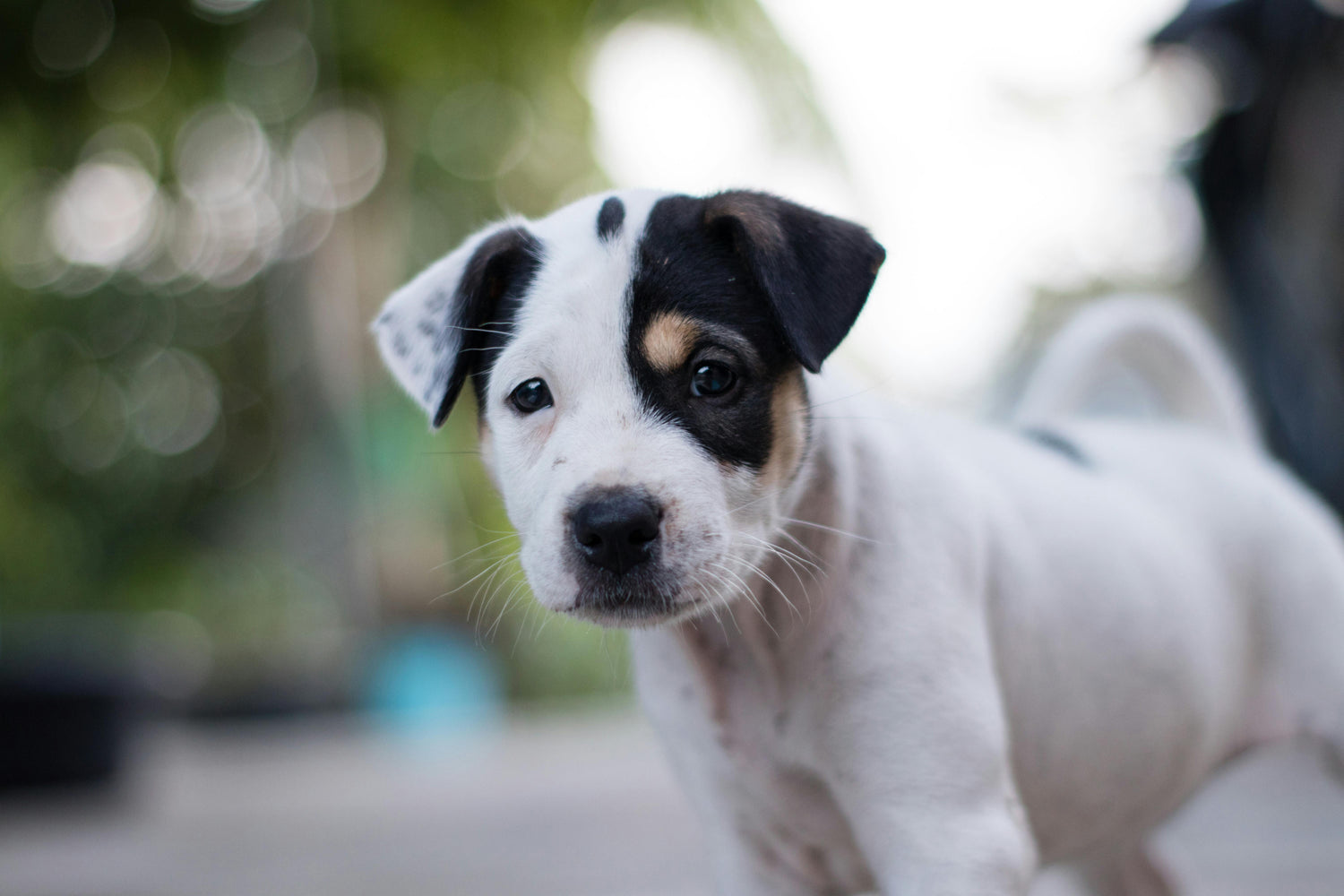 What To Do About Puppy Biting and Mouthing