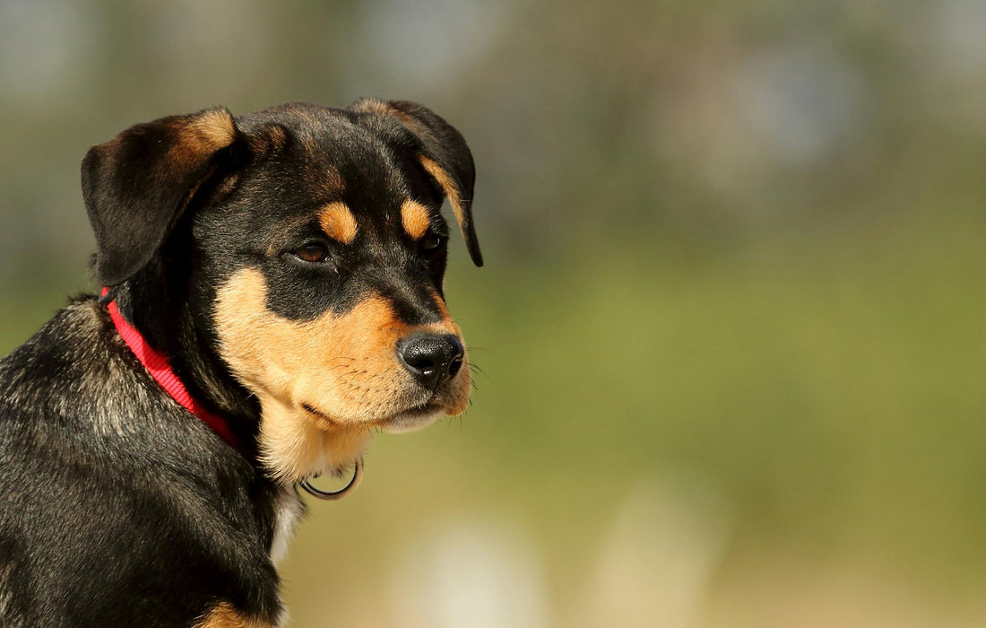 Why Do Dogs Shake?