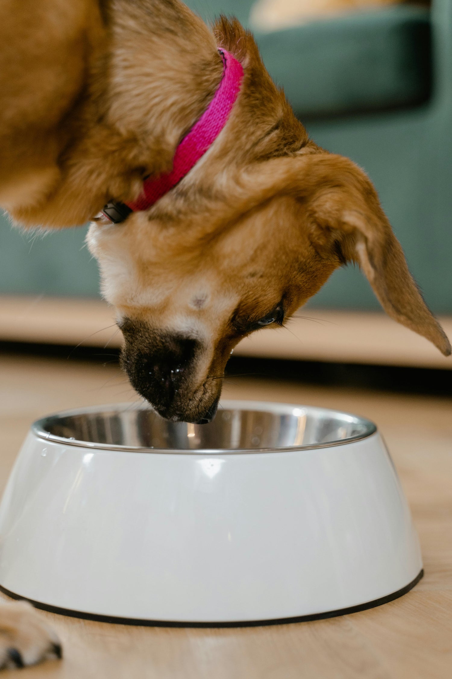 Is Rosemary Safe for Dogs?