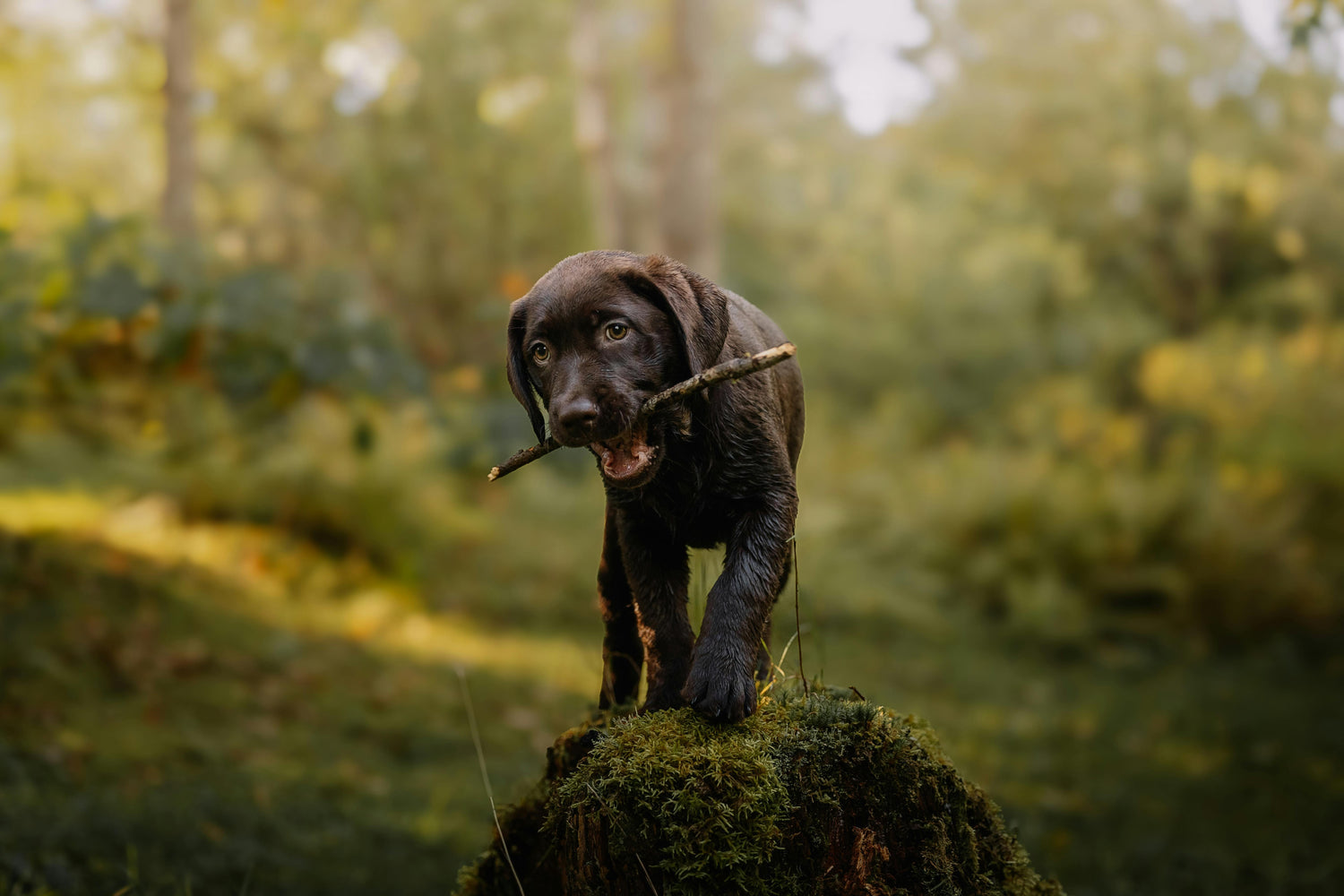 Why Do Dogs Chew Sticks?