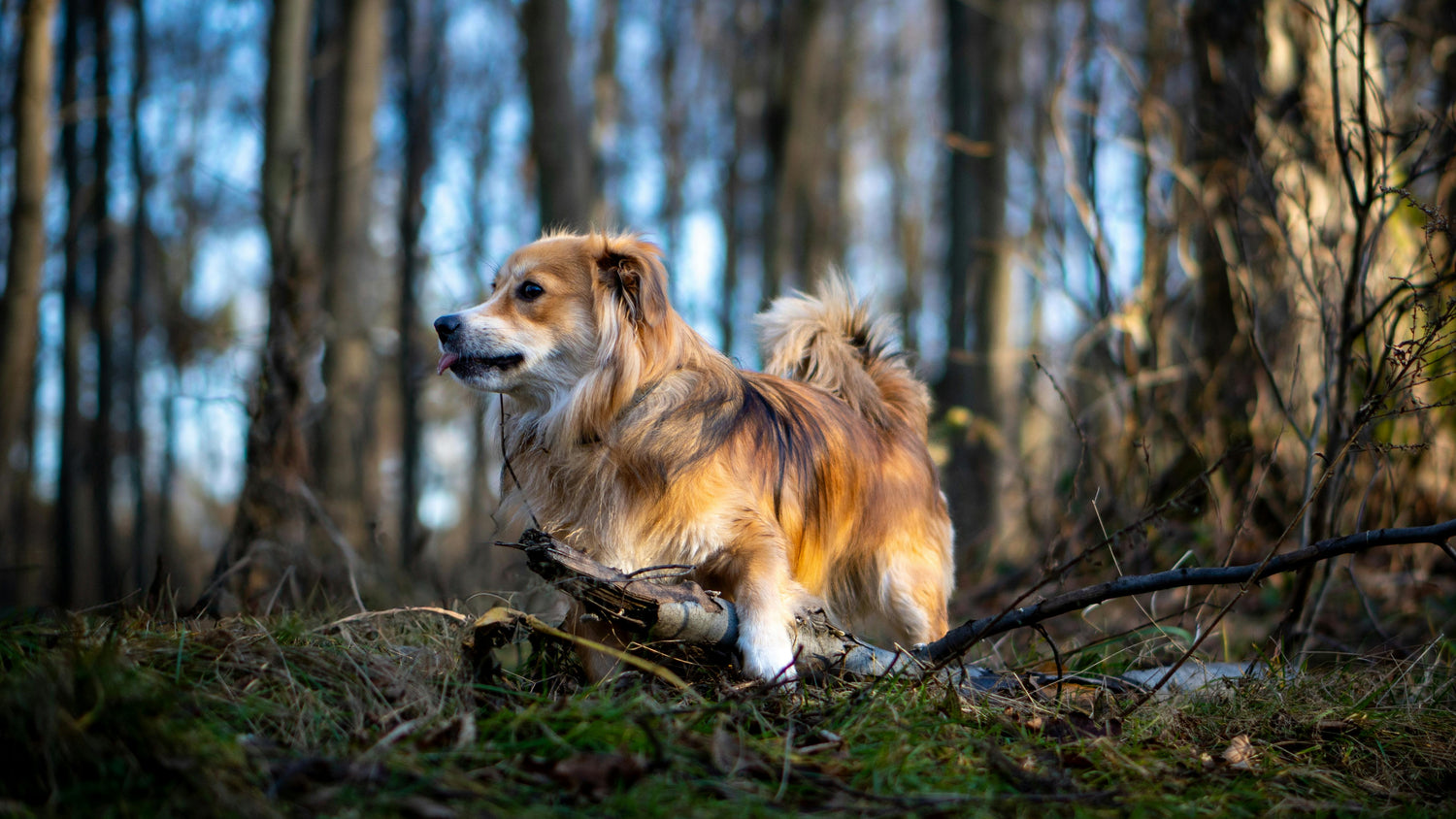 How To Remove Sap From a Dog’s Fur
