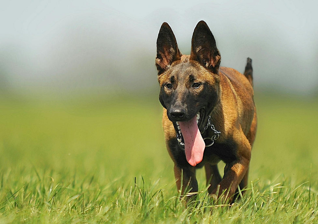 What Is My Dog Allergic To? How to Identify Dog Allergies