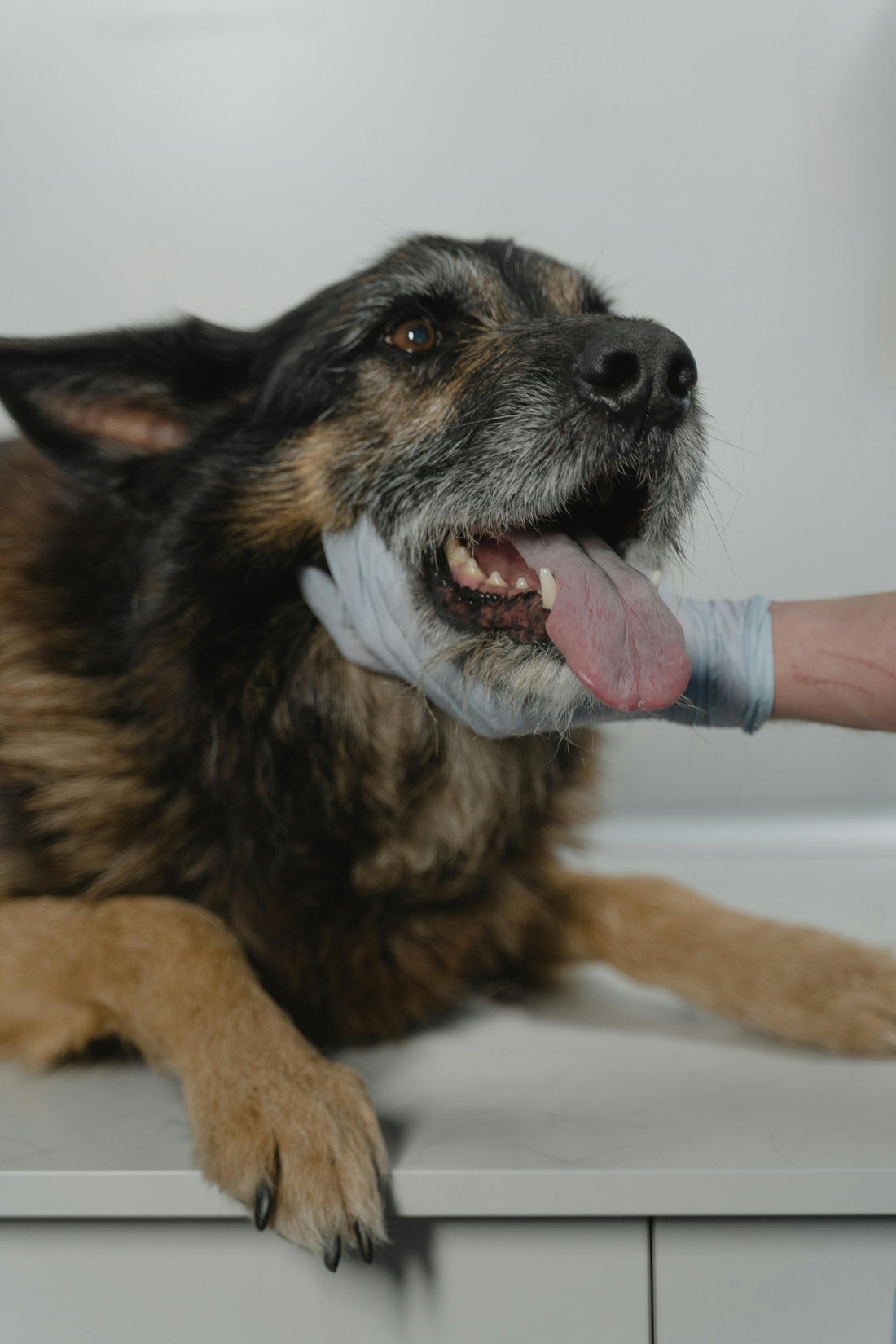 Worms in Dogs: Types, Symptoms & Prevention